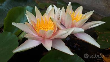 Sioux ninfea cangiante media arancione giallo 
