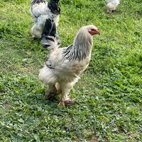 Brahma galline e galli