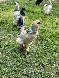 Brahma galline e galli