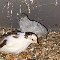 Quaglie cinesi di due mesi