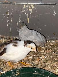 Quaglie cinesi di due mesi