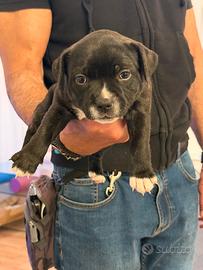 Staffordshire bull terrier