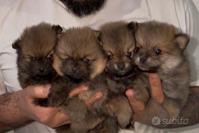 Spitz Pomerania mini toy