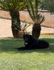 Monta labrador retriver