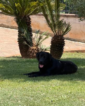 Monta labrador retriver