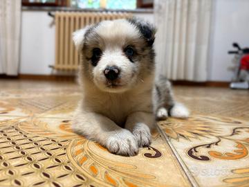 Cuccioli Border Collie