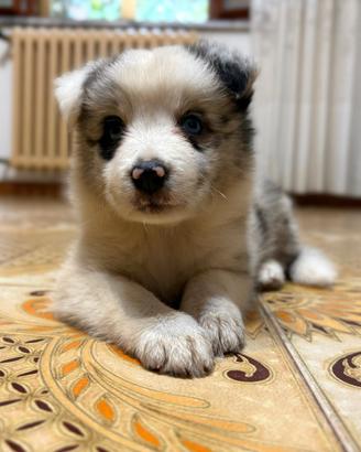 Cuccioli Border Collie