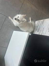 Volpino bianco spitz