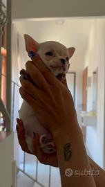 Chihuahua
