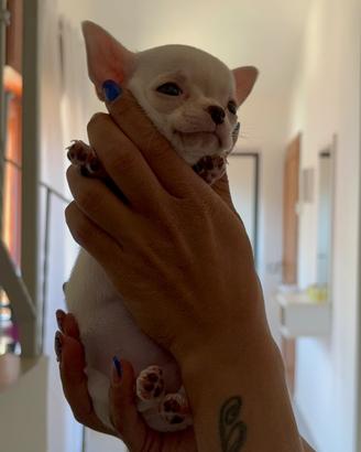 Chihuahua