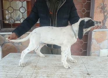 Cucciolo setter inglese quattro mesi