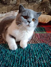 British shorthair