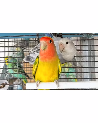 Coppia di inseparabili
