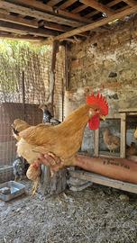 galli bionda piemontese 