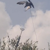 Piccioni addestrati cimbelli volantini