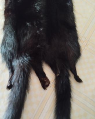 STOLA DA COLLO PELLICCIA VISONE