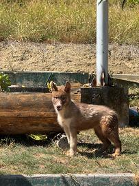 Husky