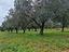 Immagine 11