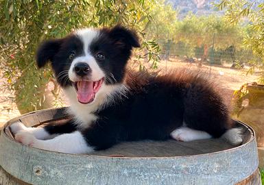 Border Collie