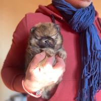 Super Orsetto Pomerania con Pedigree ENCI