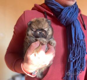 Super Orsetto Pomerania con Pedigree ENCI