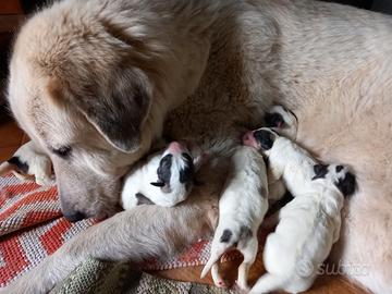 Cuccioli di Cane da Montagna dei Pirenei