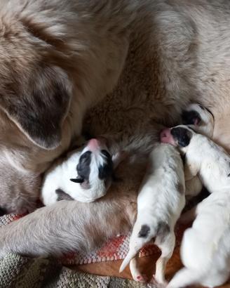 Cuccioli di Cane da Montagna dei Pirenei