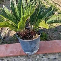 Pianta cycas