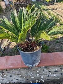 Pianta cycas