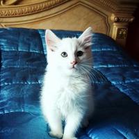 Cuccioli Angora Turco