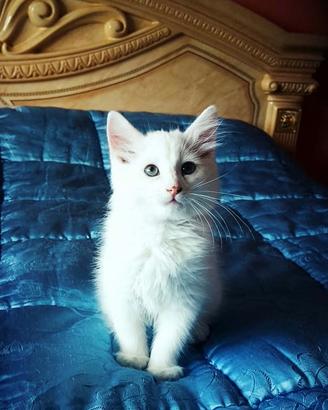 Cuccioli Angora Turco