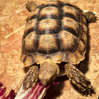 Tartaruga sulcata di 2020