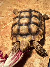 Tartaruga sulcata di 2020