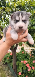 Siberian husky 60 giorni