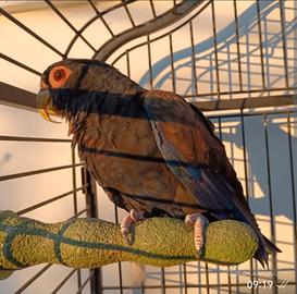 Pappagallo allevato a mano