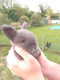 Coniglietti nani nati da un mese