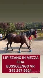 Cavallo in mezza fida tripla e completa