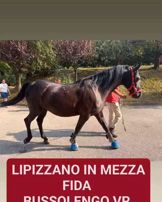 Cavallo in mezza fida tripla e completa