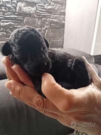 Barboncino nano femmina