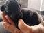 Immagine 1