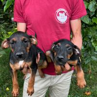Cuccioli incrocio Jagdterrier X Jack Russell