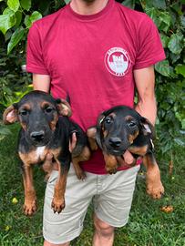 Cuccioli incrocio Jagdterrier X Jack Russell