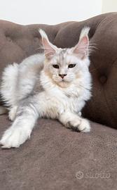 MAINE COON cucciola LINEE estere TOP PEDIGREE