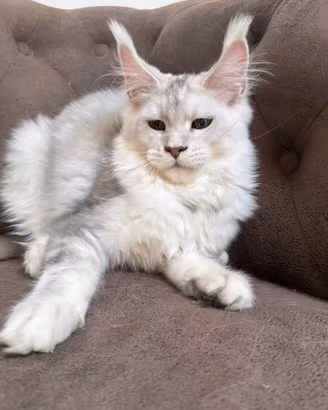 MAINE COON cucciola LINEE estere TOP PEDIGREE