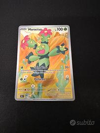 Maractus BLK093