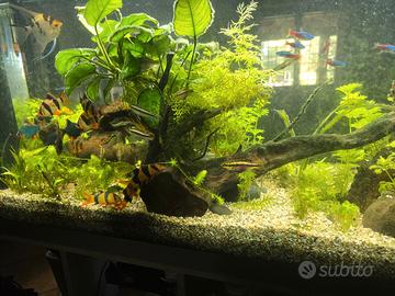 Pelvicachromis Pulcher