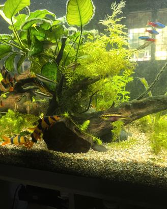 Pelvicachromis Pulcher