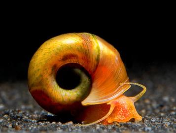 Lumache Planorbarius