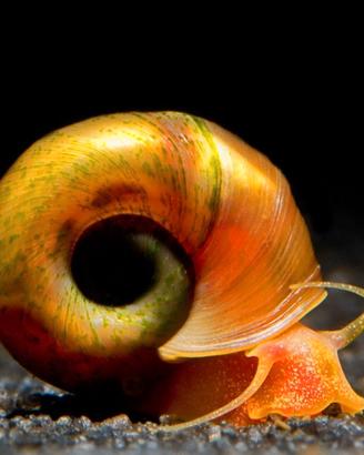 Lumache Planorbarius