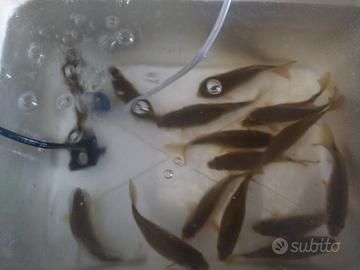 Carassi, pesci rossi